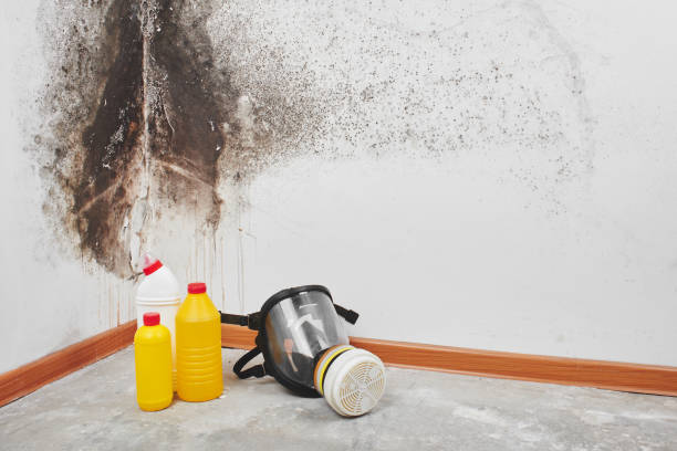Best Residential Mold Remediation in Plant City, FL