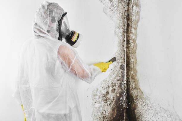 Best Industrial Mold Remediation in Plant City, FL