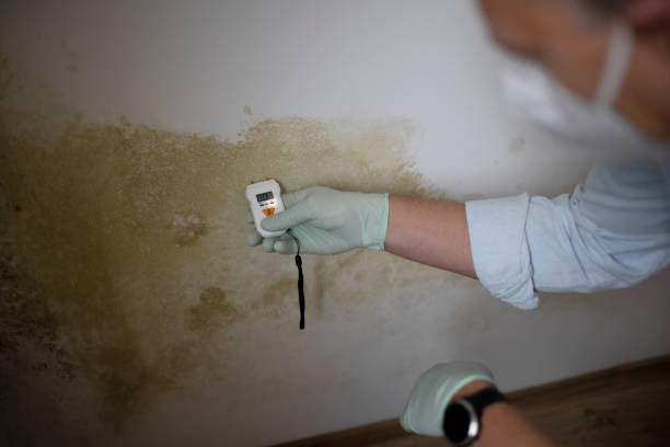 Best Basement Mold Remediation in Plant City, FL