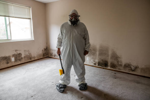 Best White Mold Remediation in Plant City, FL