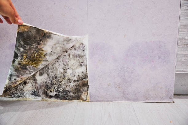 Best Emergency Mold Remediation in Plant City, FL